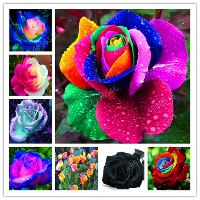 200 pcs Rare Holland Roses for Home Garden-Various