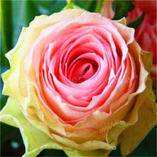 Load image into Gallery viewer, 200 pcs Rare Holland Roses for Home Garden-Various