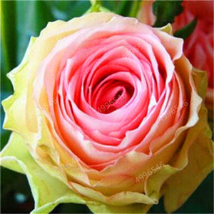 200 pcs Rare Holland Roses for Home Garden-Various