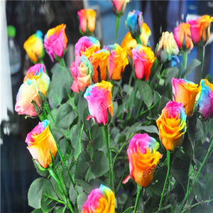 200 pcs Rare Holland Roses for Home Garden-Various