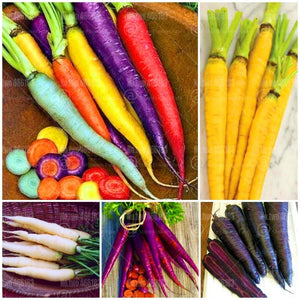 300 pcs Organic Non-GMO  Edible Rainbow Carrot  Plants