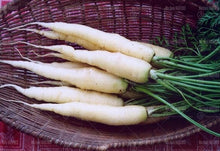 Load image into Gallery viewer, 300 pcs Organic Non-GMO  Edible Rainbow Carrot  Plants