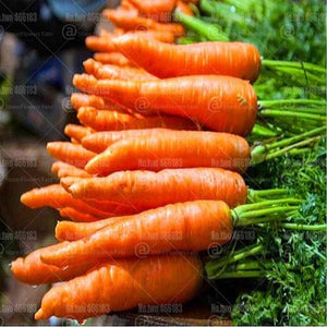 300 pcs Organic Non-GMO  Edible Rainbow Carrot  Plants