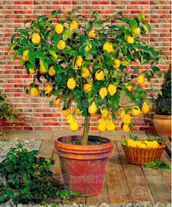 Citrus Dwarf Mandarin Lemon Edible Fruit Tree